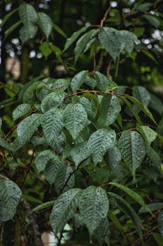 A detailed close-up of fresh green leaves covered with raindrops, showcasing nature's beauty.