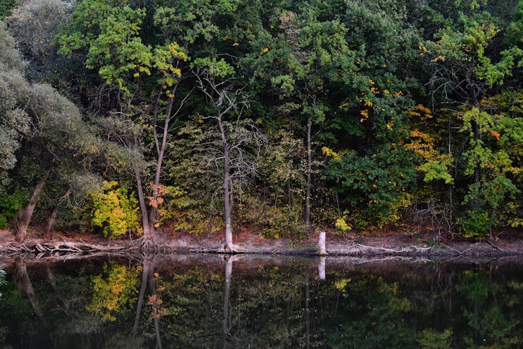 Green Trees Near Pond