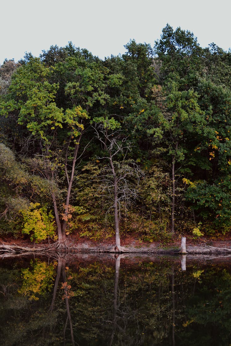 Green Trees In The Forest Beside A Pond