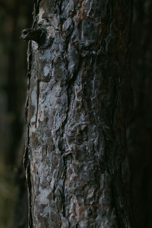 Free Detailed view of a tree trunk showcasing textured bark in a forest setting. Stock Photo