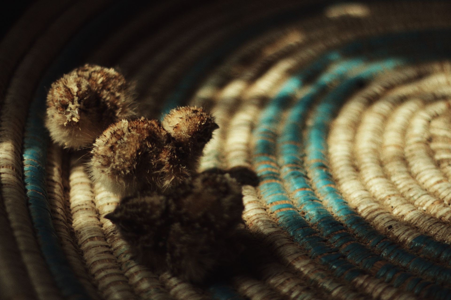 Adorable fluffy chicks nestled on a colorful, textured woven mat.