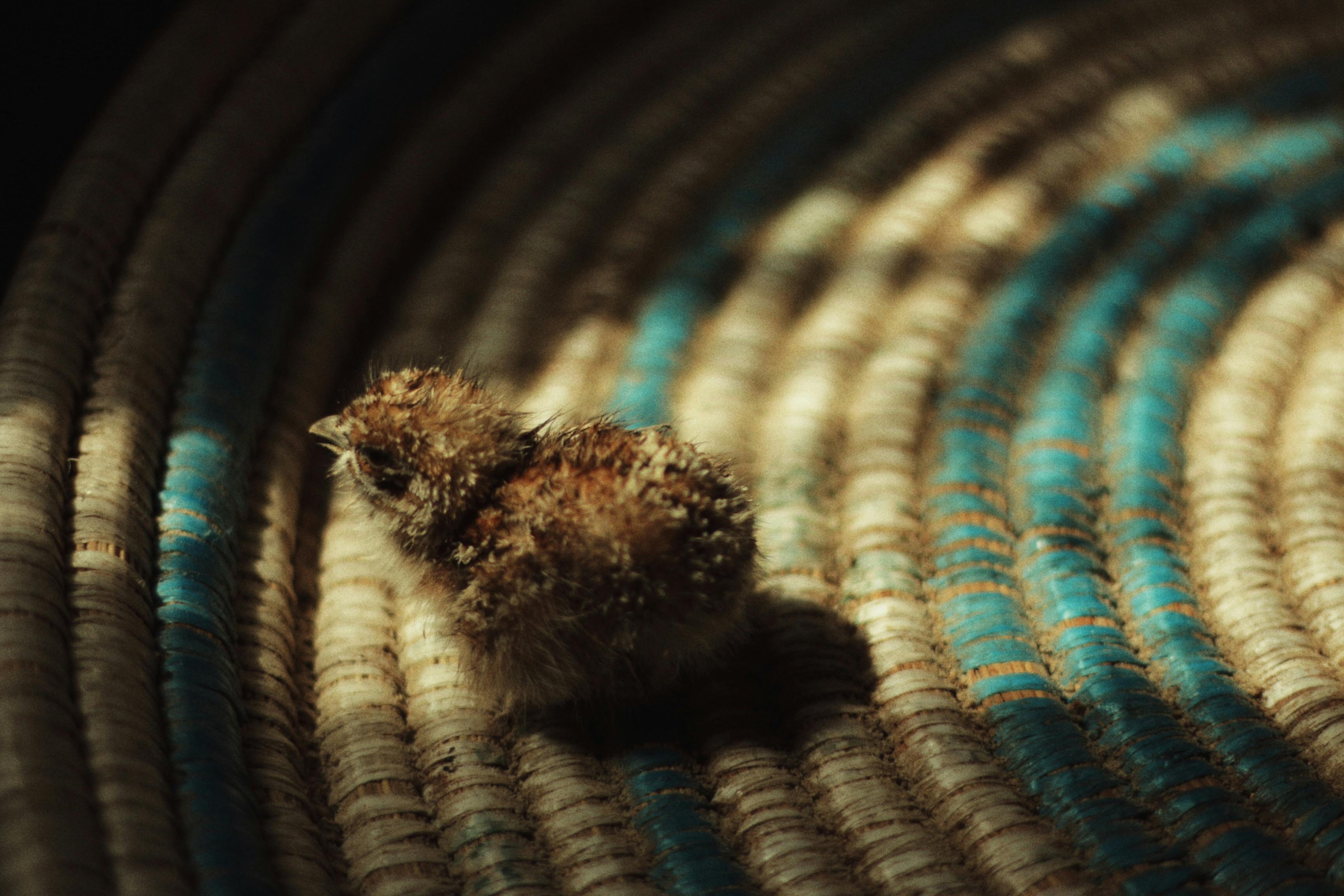 baby quail bird in close up photography