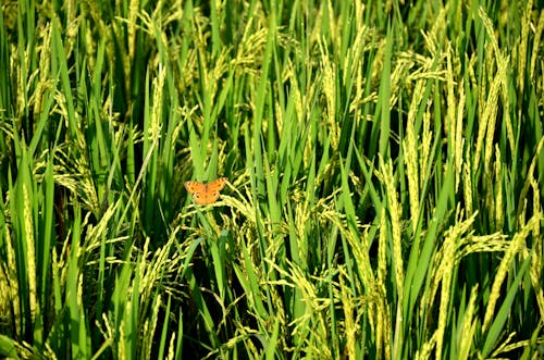 Brown butterfly on a paddy field