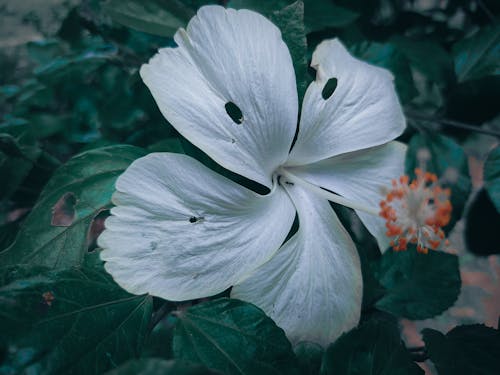 Free Ingyenes stockfotó fehér, fehér virágok, természet témában Stock Photo