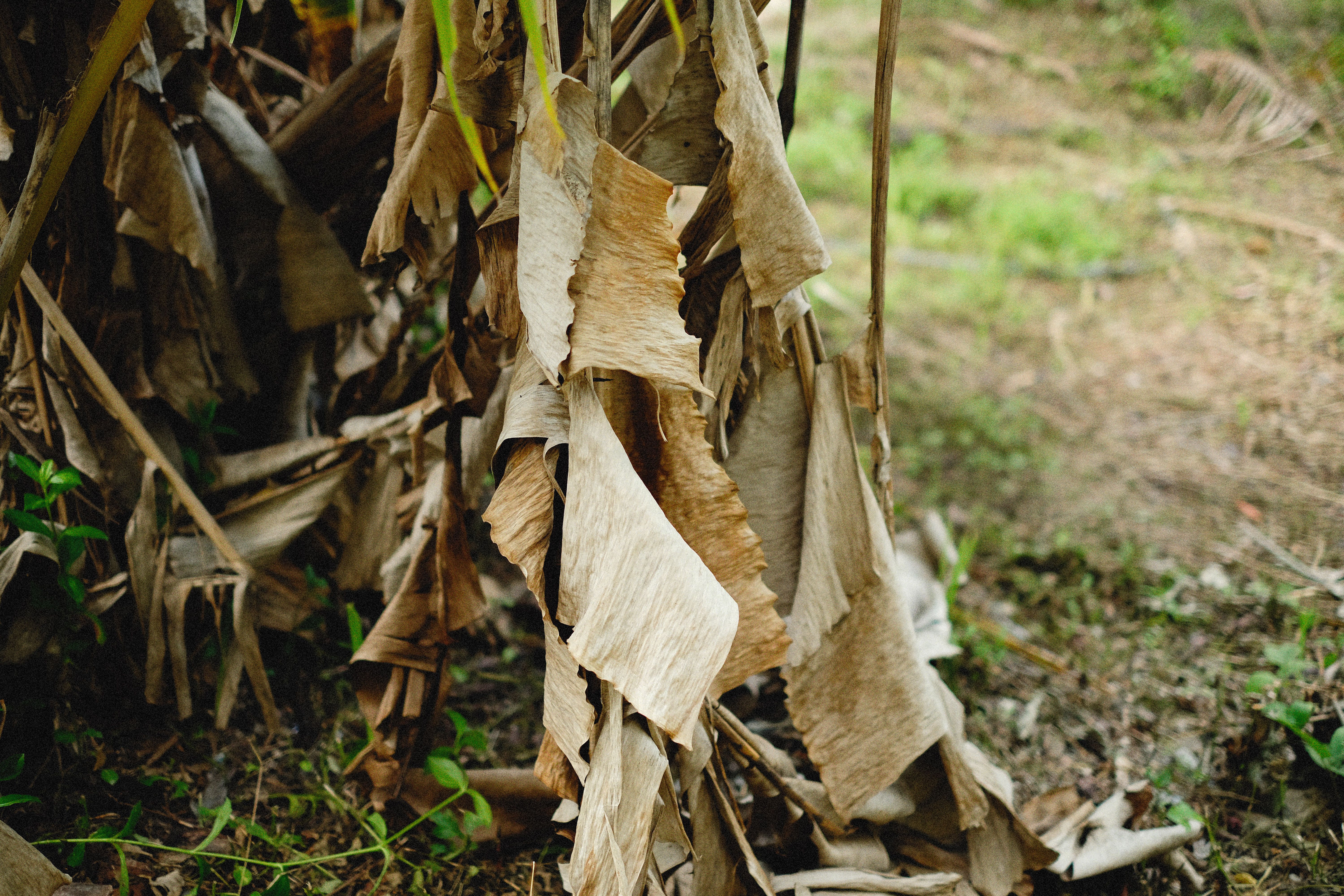 wilting tree leaves drought stress closeup