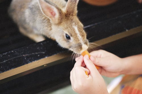 Close-Up Shot of a Kid Feeding a Rabbit