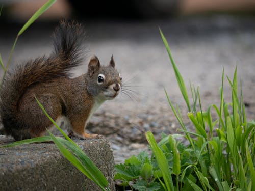 Free stock photo of red squirrel, squirrel, wildlife Stock Photo