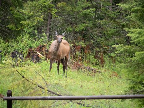 A solitary elk stands alert in a dense forest, showcasing the beauty of wildlife in nature.