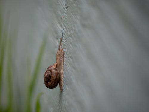 Základová fotografie zdarma na téma bílá stěna, detail, fotografování zvířat