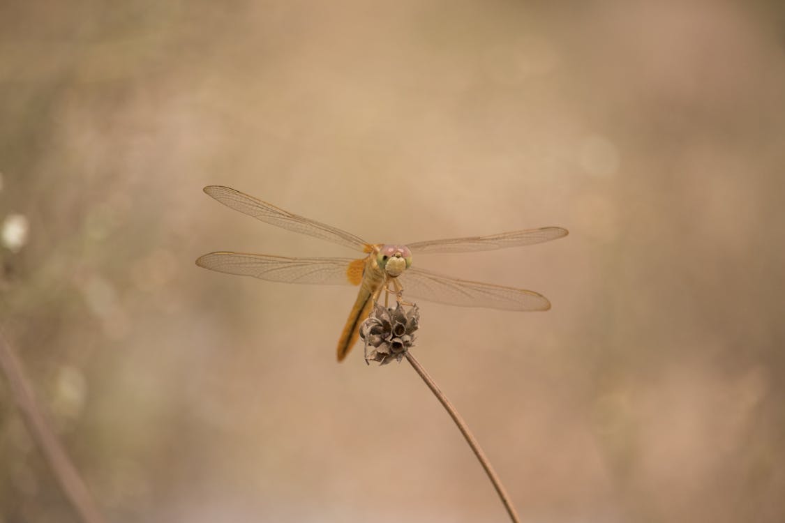 Kostnadsfri Bild Av Insekter Trollslanda