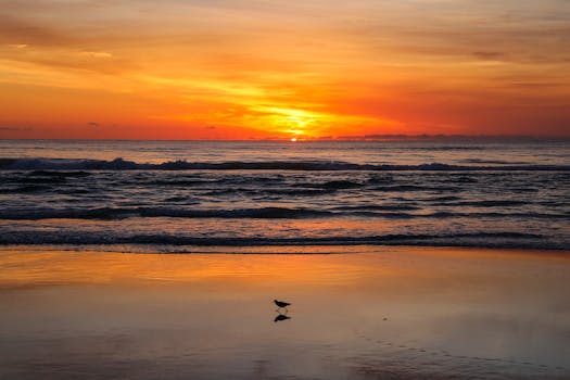 Captivating sunrise with a lone bird at Daytona Beach, offering a serene seascape and vibrant colors.