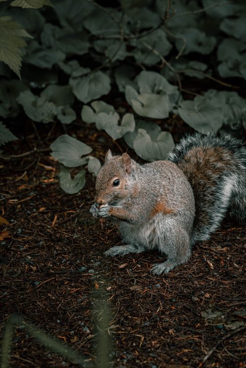 Free A squirrel nibbling on food amidst green foliage and soil, captured in a vertical close-up. Stock Photo