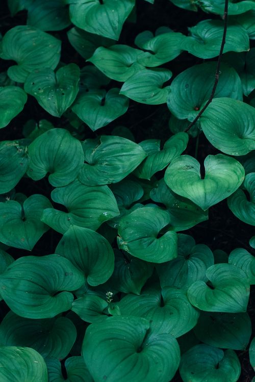 Free A vibrant close-up of lush green leaves, showcasing natural plant symmetry and texture. Stock Photo