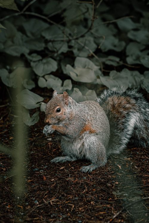 Free A detailed close-up of a gray squirrel eating amidst lush green leaves. Perfect for nature photography. Stock Photo