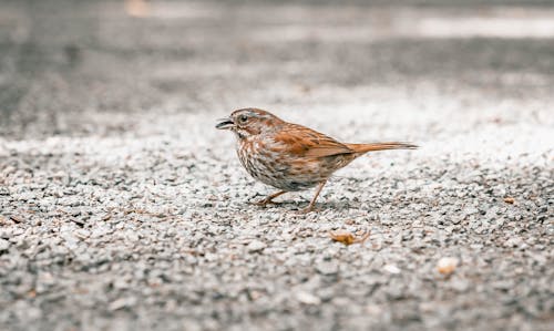 Free Brown Sparrow on Gray Ground Stock Photo