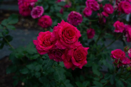 Free Close-Up Shot of Pink Roses Stock Photo