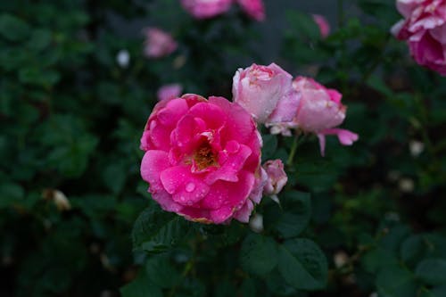 Ücretsiz bitki örtüsü, çiçek fotoğrafçılığı, çiçeklenmek içeren Ücretsiz stok fotoğraf Stok Fotoğraflar