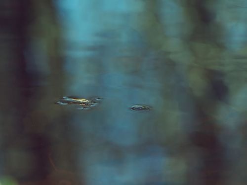 Free A close-up photo capturing an insect with ripples on a tranquil pond surface. Stock Photo