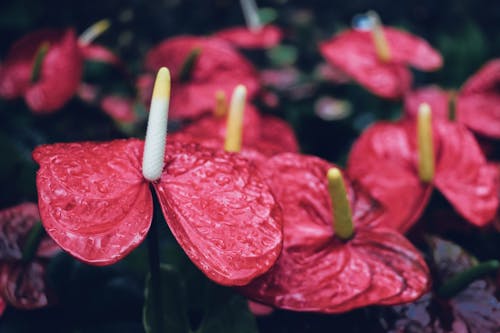 Gratis stockfoto met bloem fotografie, natuur, plant fotografie