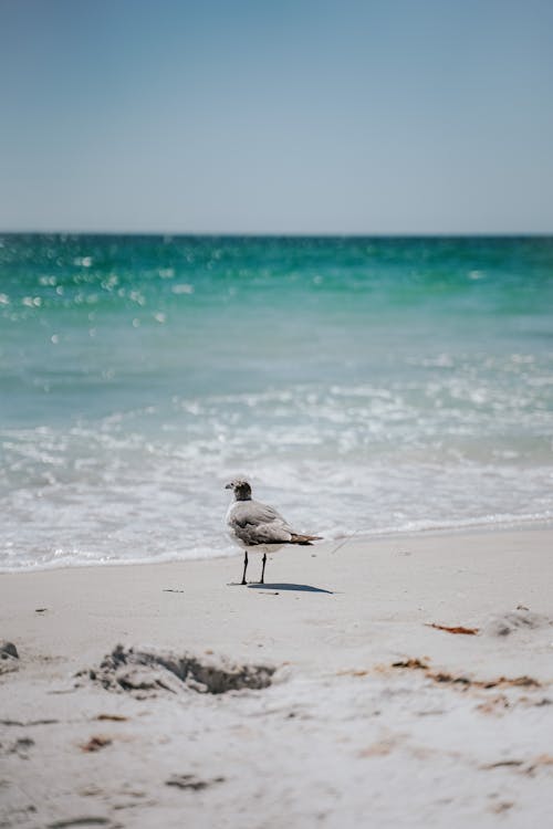 Free Grey Gull on Beach Stock Photo
