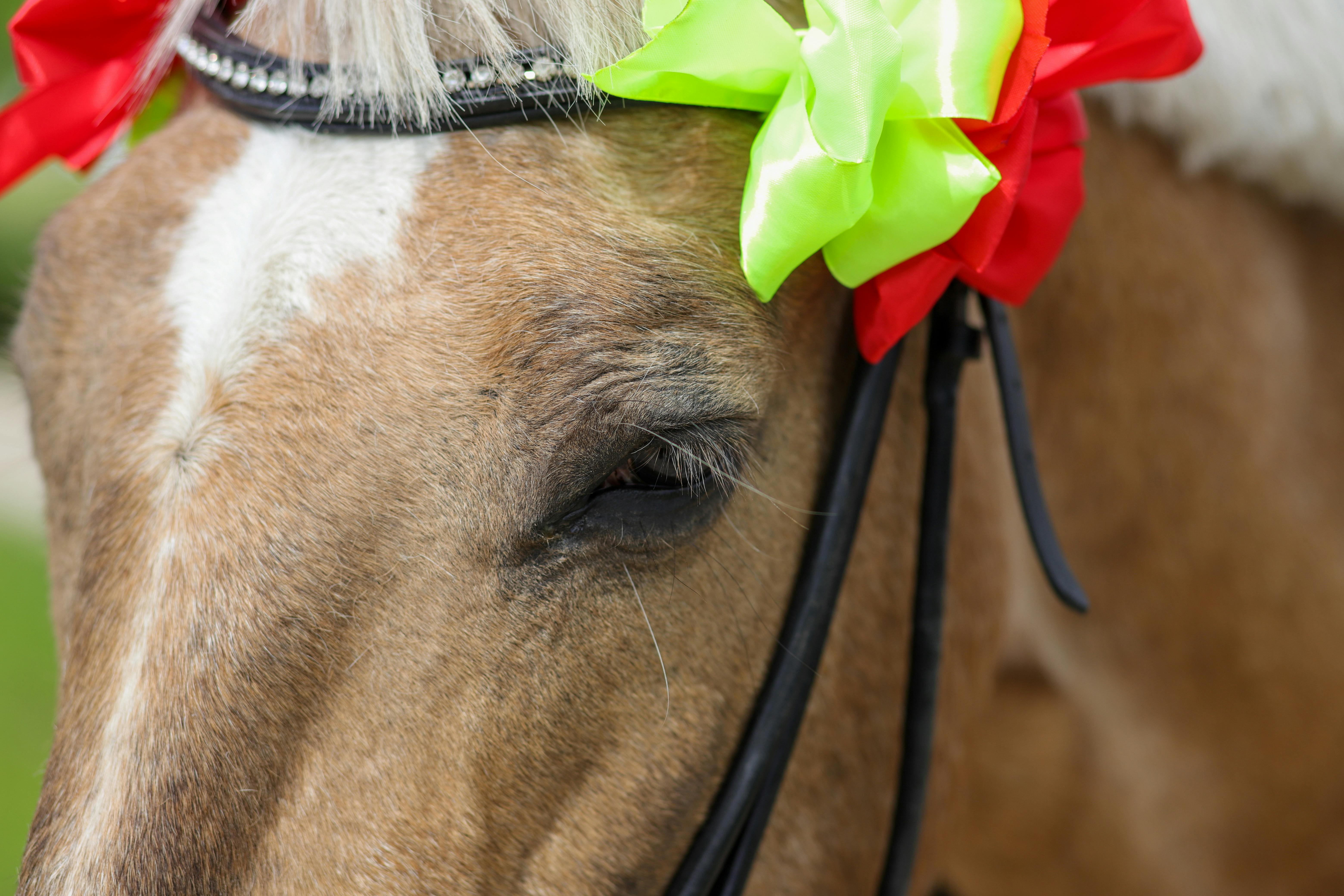 close up of horse eye and ribbon