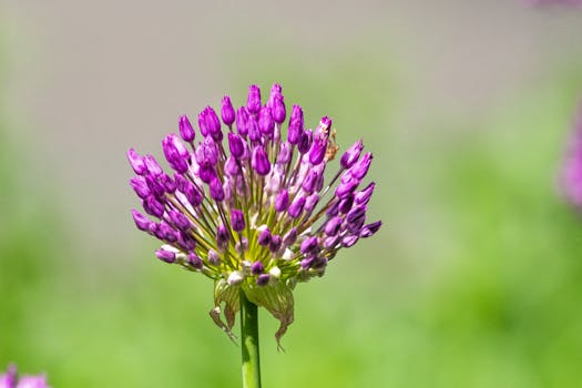 Close-up of a vibrant purple allium flower against a blurred green background.