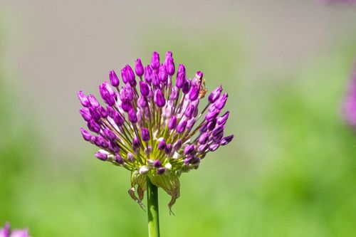 Free Close-up of a vibrant purple allium flower against a blurred green background. Stock Photo