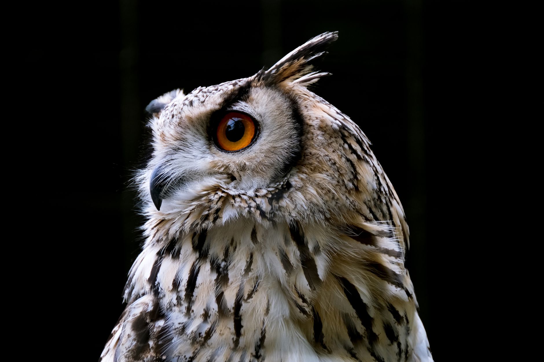 Captivating close-up of an owl with striking orange eyes against a black background.
