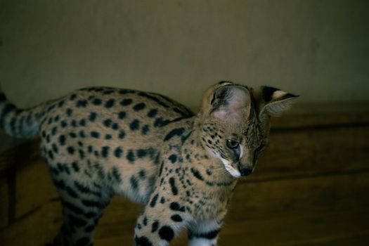 Serval in Enclosure