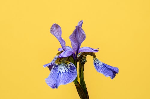 Gratis arkivbilde med blomsterfotografering, fjær, flyte