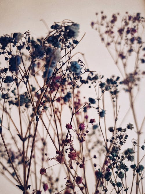 Fotobanka s bezplatnými fotkami na tému malé kvety, modré kvety, zväčšenie