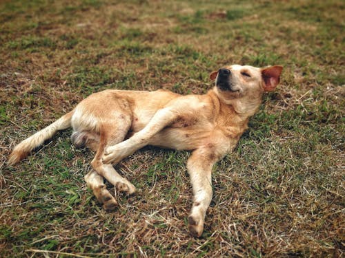 Free stock photo of cute dog, dog, rolling dog
