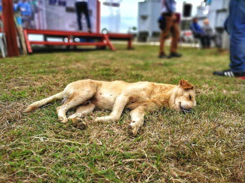 Foto d'estoc gratuïta de dorment, gos, gos a l'herba