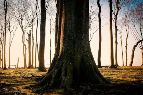 Trees on the Field