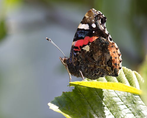 Darmowe zdjęcie z galerii z bezkręgowiec, fotografia owadów, liść