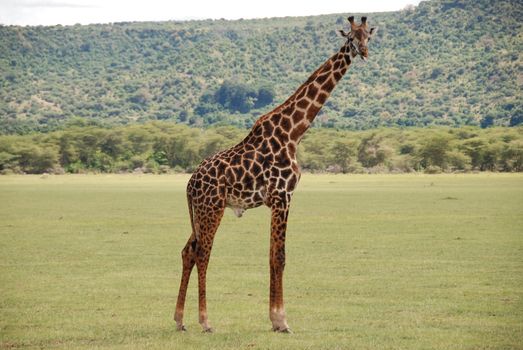 A lone giraffe stands gracefully in a lush savanna, capturing the essence of wildlife.