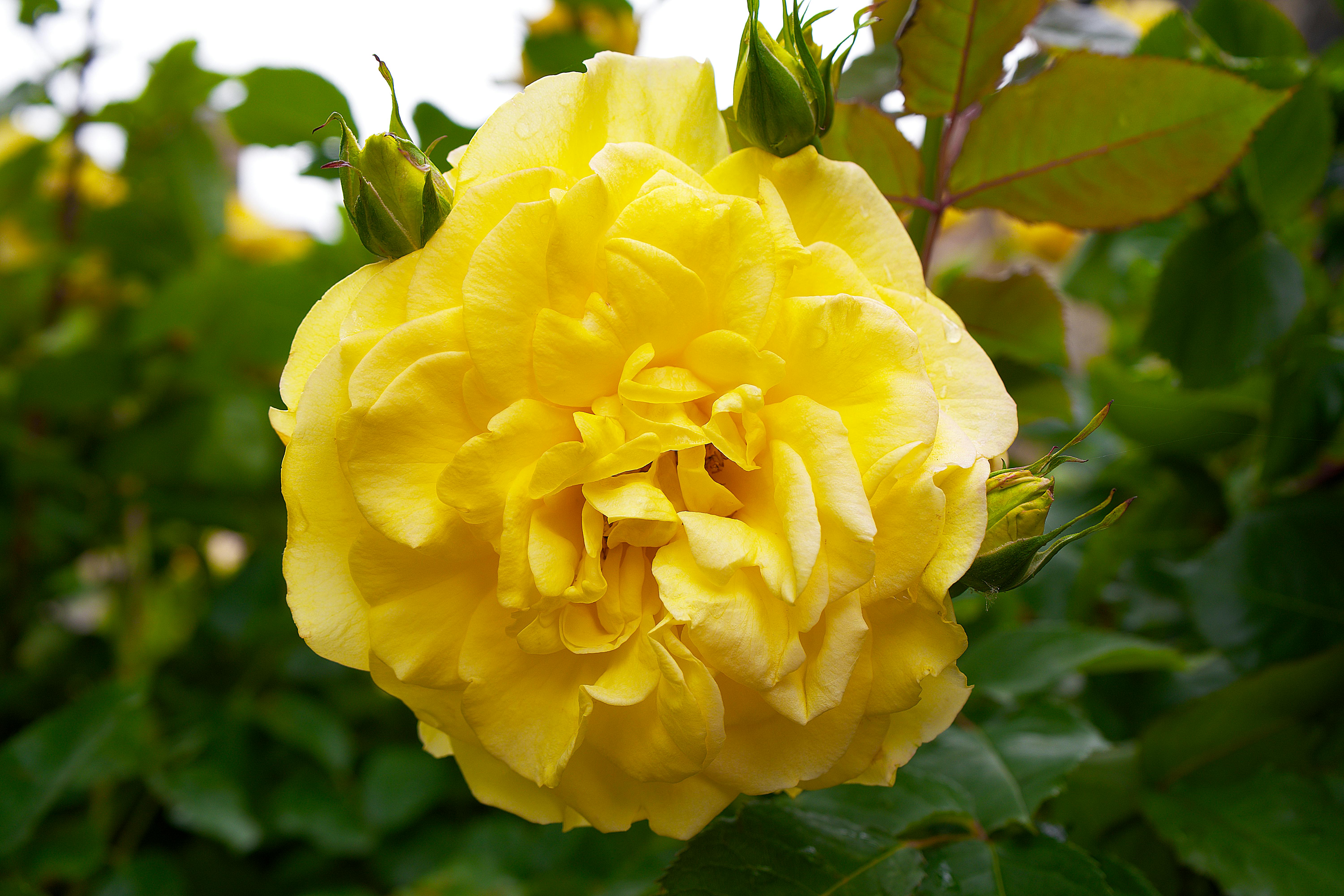 Red Roses · Free Stock Photo