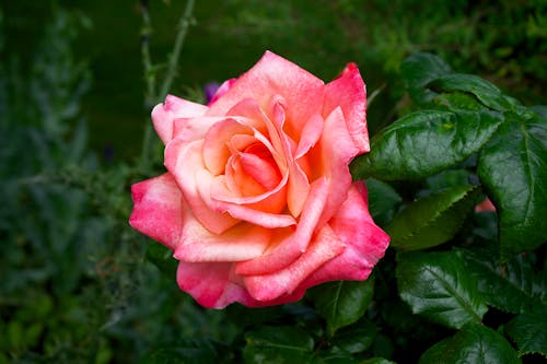 Gratuit Photos gratuites de fermer, fleur rose, photographie de fleurs Photos