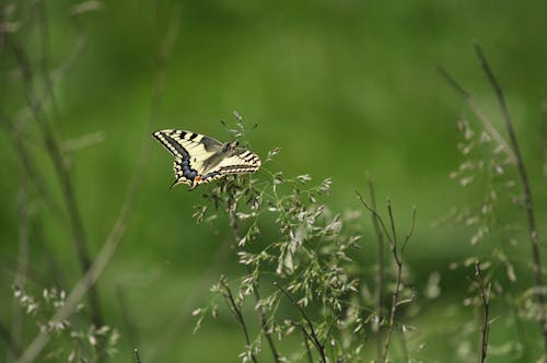 Butterfly on a Plant