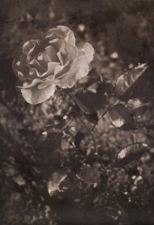 Grayscale Old Photo Of Rose In Garden