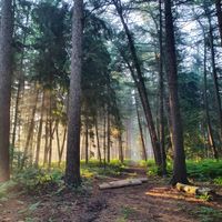 Salt & Cedar cover art — photo by Petra Ravensberg on Pexels