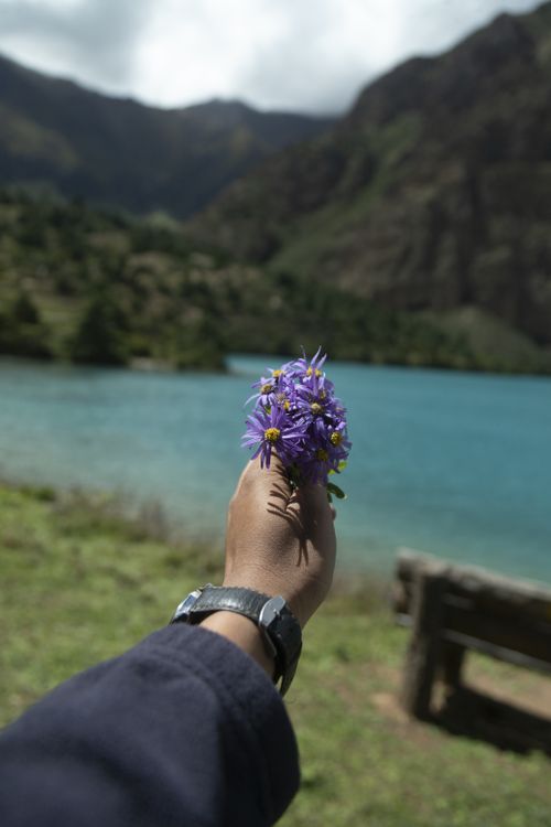 Free A scenic view of a hand holding purple flowers against a serene lake and mountain backdrop in Karnali Province, Nepal. Stock Photo
