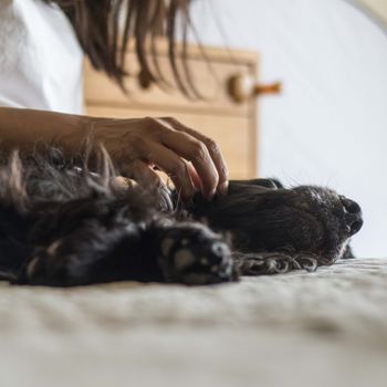 A black dog enjoying a relaxing moment with its owner petting gently indoors.