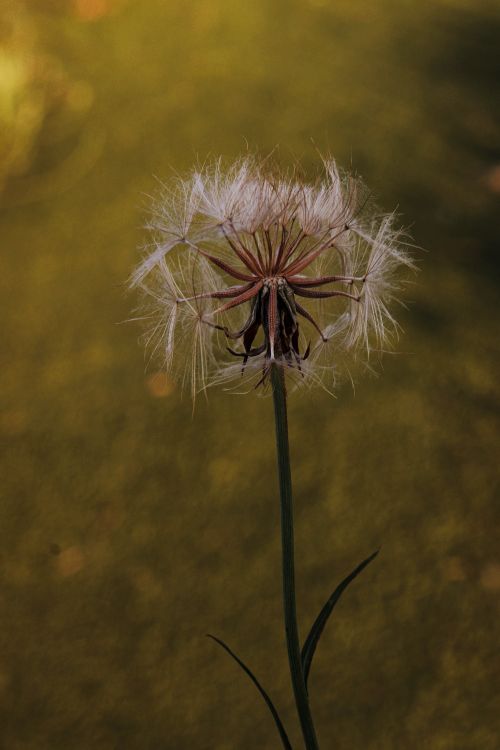 Free Artistic close-up of a single dandelion seed head in a field during a warm day. Stock Photo