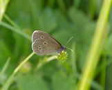 Ringlet Butterfly