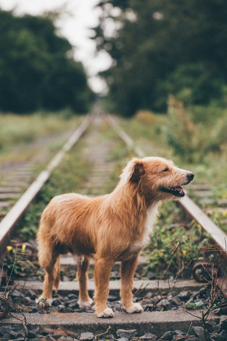 Red Dog Standing On Train Railways