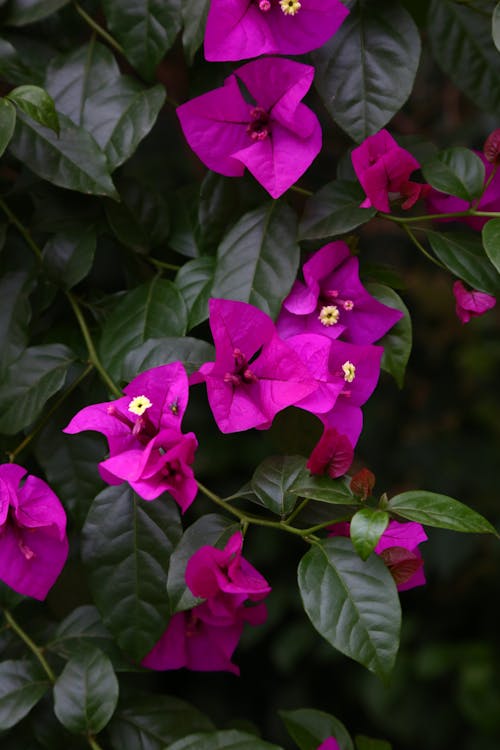 Close-Up shot of Bougainvilleas in Bloom