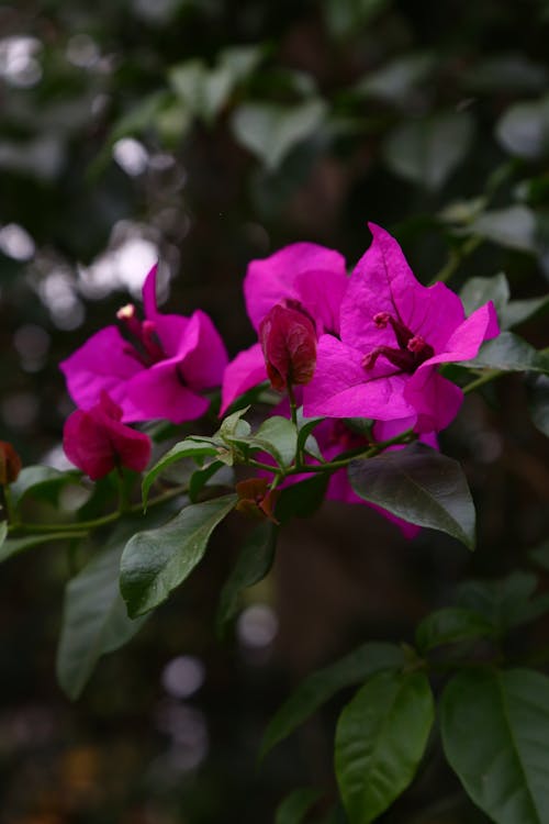 Close-Up Shot of Purple Flowers in Bloom