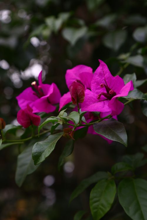 Free Close-up of vivid purple bougainvillea flowers in lush greenery, capturing nature's delicate beauty. Stock Photo