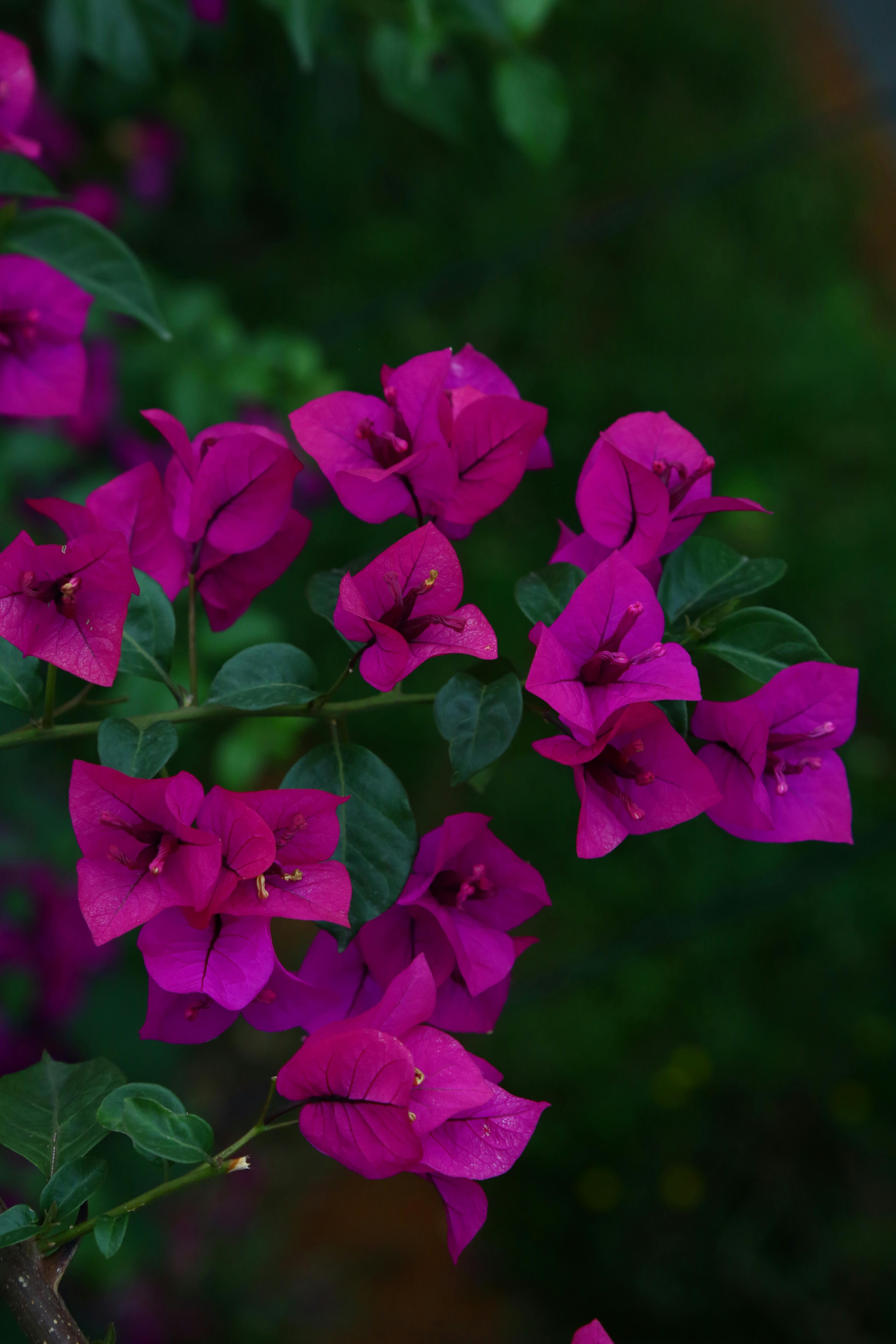 CloseUp Shot of Purple Flowers in Bloom · Free Stock Photo